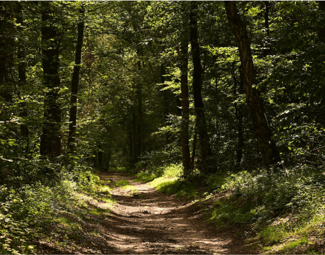sustainability image